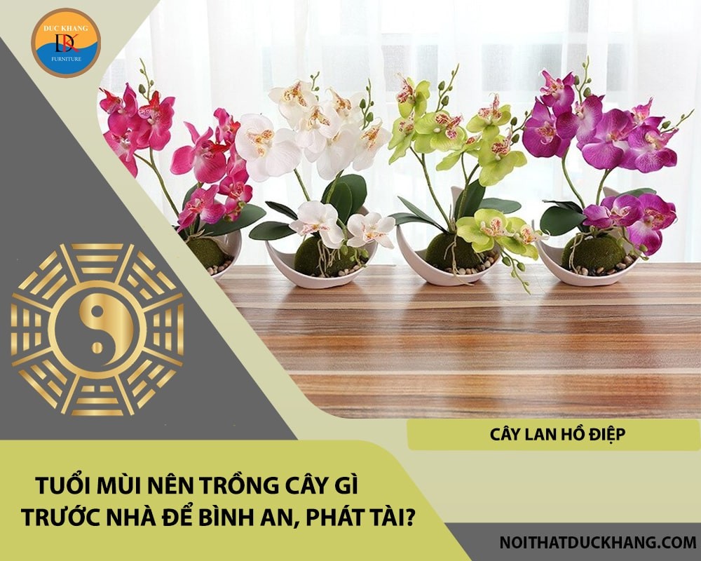Cây lan hồ điệp mang vẻ đẹp sang trọng và biểu tượng may mắn.