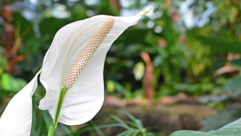 Người tuổi Tý nên trồng cây gì trong nhà - Cây Lan Ý
