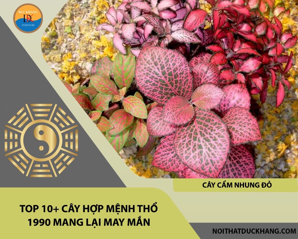 Cây cẩm nhung đỏ hợp mệnh Thổ 1990