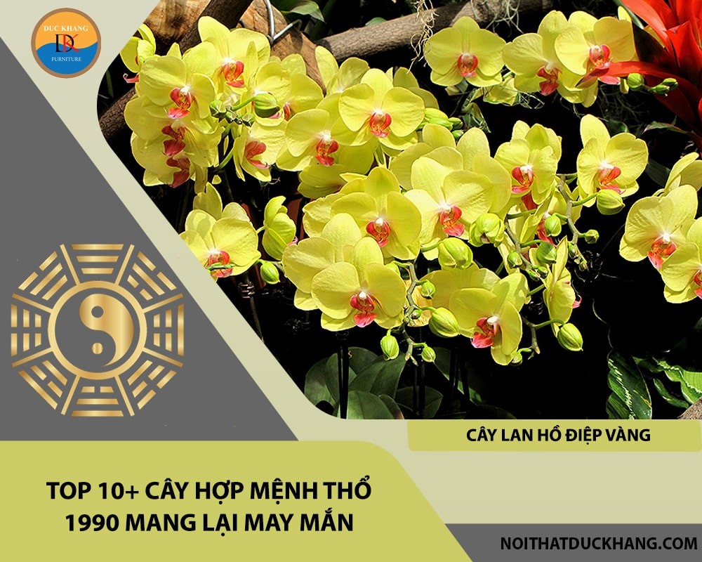 Cây lan hồ điệp vàng hợp mệnh Thổ 1990
