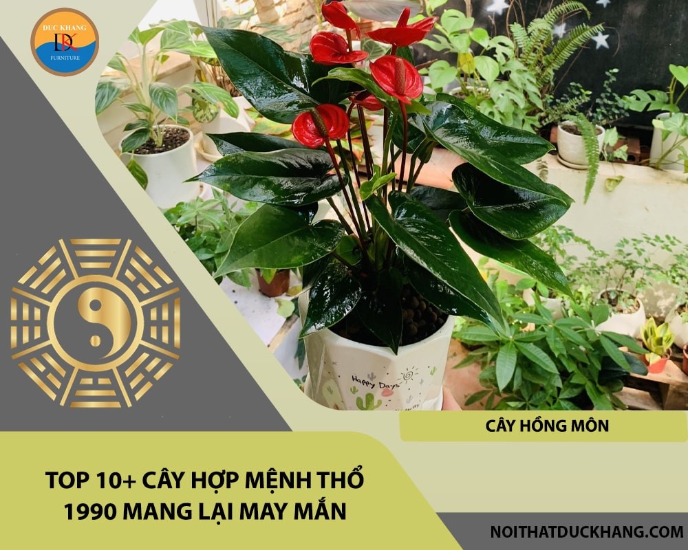 Cây hồng môn hợp mệnh Thổ 1990