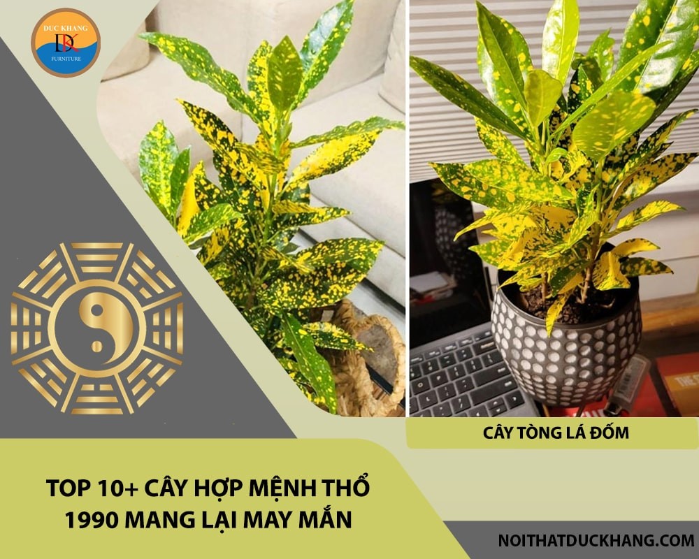 Cây tòng lá đốm hợp mệnh Thổ 1990