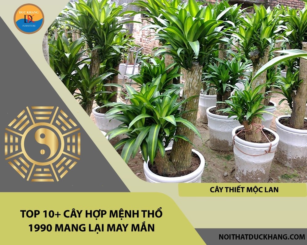 Cây thiết mộc lan hợp mệnh Thổ 1990