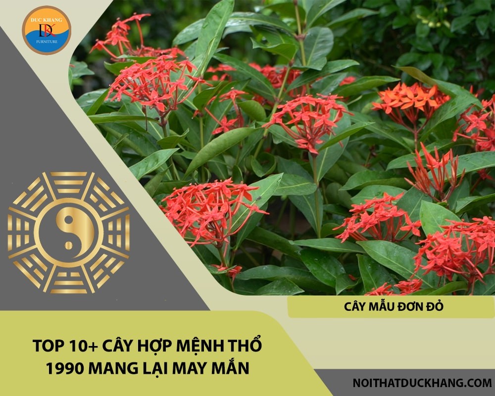 Cây mẫu đơn đỏ hợp mệnh Thổ 1990