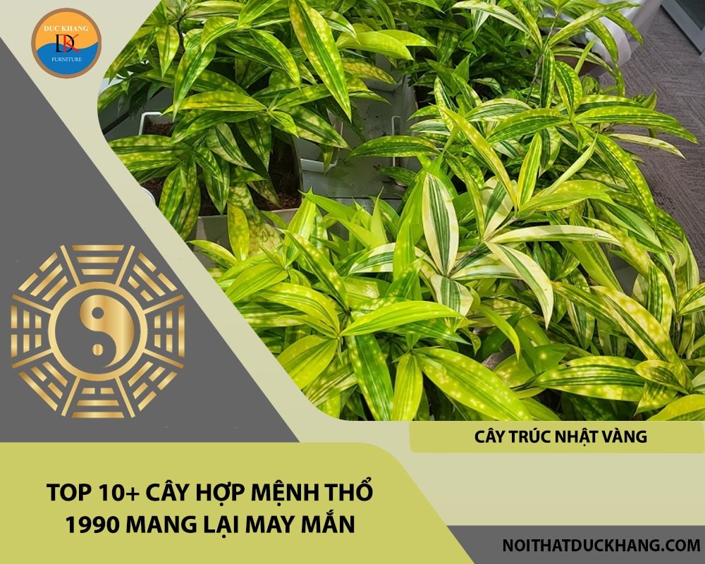 Cây trúc nhật vàng hợp mệnh Thổ 1990