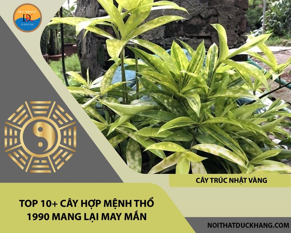 Cây trúc Nhật vàng hợp mệnh Thổ 1990