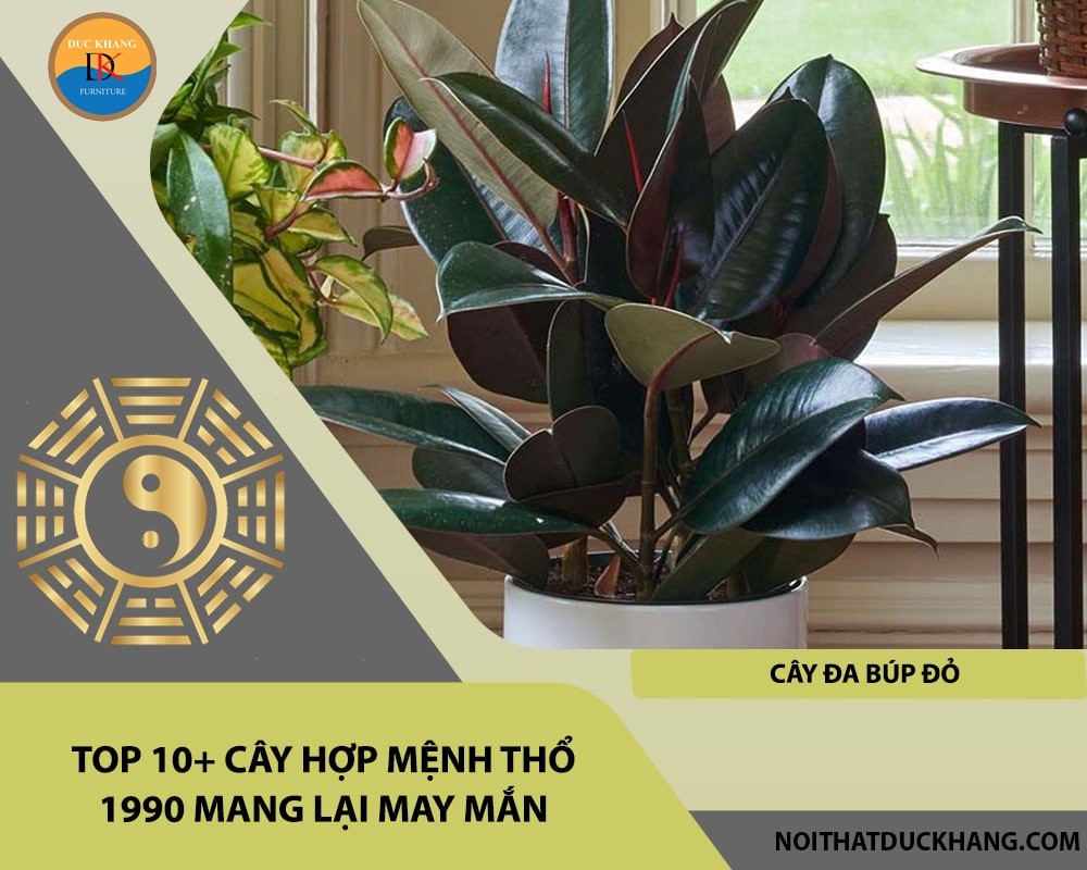 Cây đa búp đỏ hợp mệnh Thổ 1990