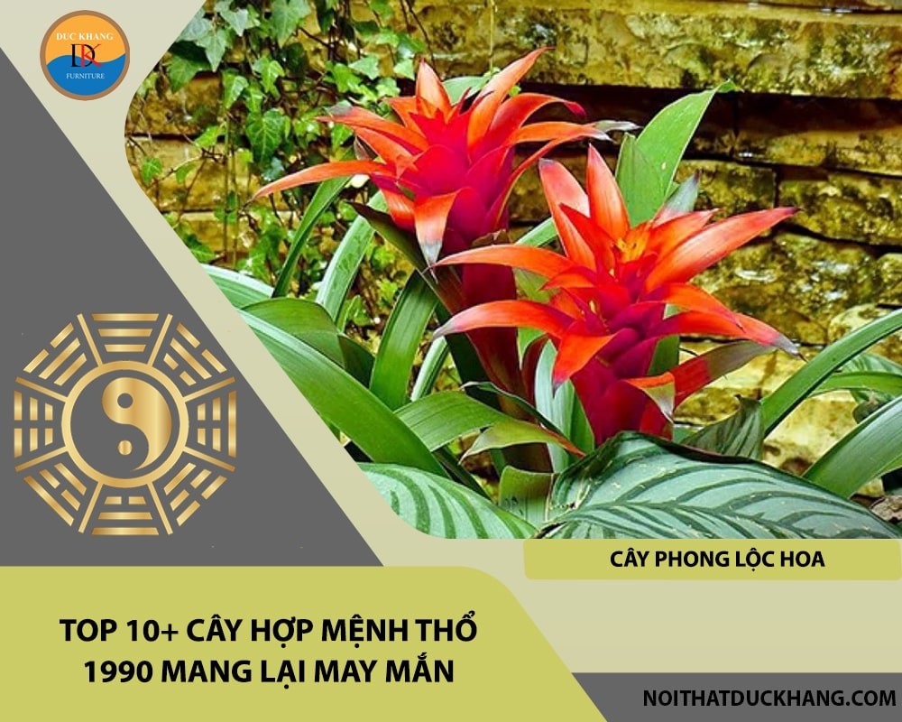 Cây phong lộc hoa hợp mệnh Thổ 1990