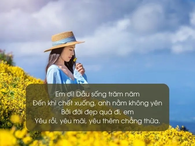 Cánh đồng lúa chín vàng dưới ánh nắng mặt trời buổi sớm.