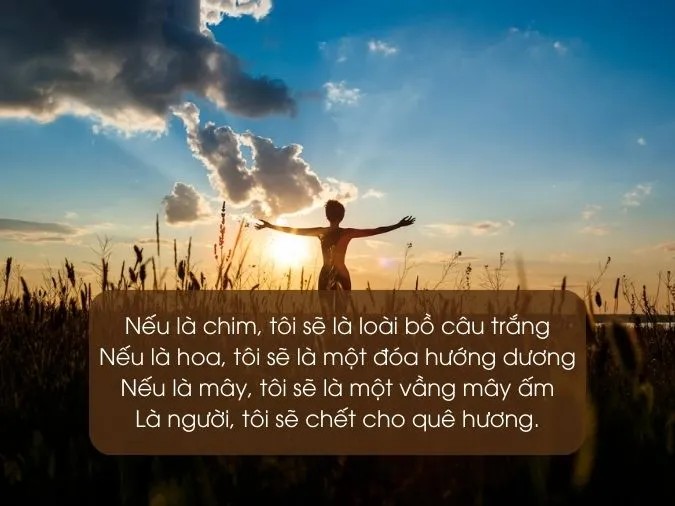 Một đóa hướng dương rực rỡ dưới ánh nắng.