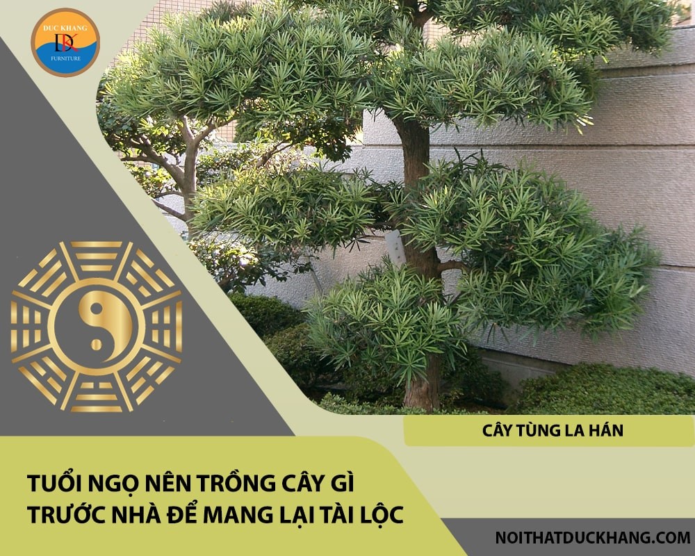 Tuổi Ngọ nên trồng cây gì trước nhà để mang lại tài lộc, công danh - Cây tùng la hán