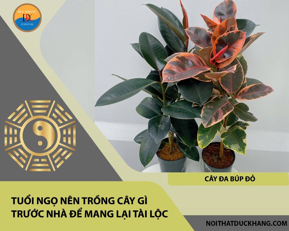 Người tuổi Ngọ nên trồng cây gì trước nhà để mang lại tài lộc, công danh - Cây đa búp đỏ