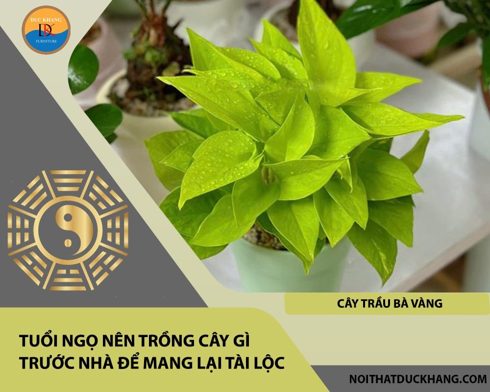 Tuổi Ngọ nên trồng cây gì trước nhà để mang lại tài lộc, công danh - Cây trầu bà vàng
