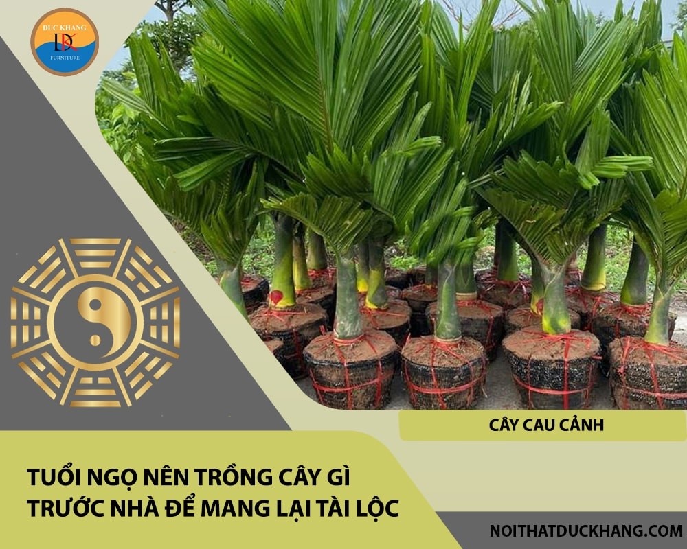 Tuổi Ngọ nên trồng cây gì trước nhà để mang lại tài lộc, công danh - Cây cau cảnh