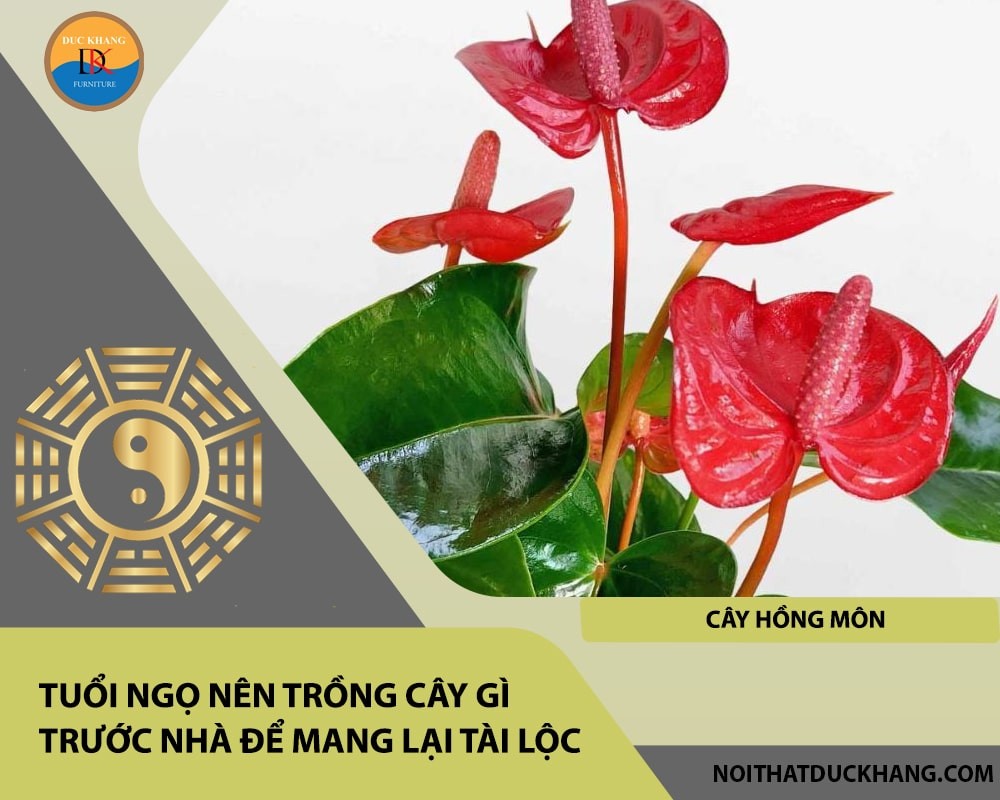Tuổi Ngọ nên trồng cây gì trước nhà để mang lại tài lộc, công danh - Cây hồng môn