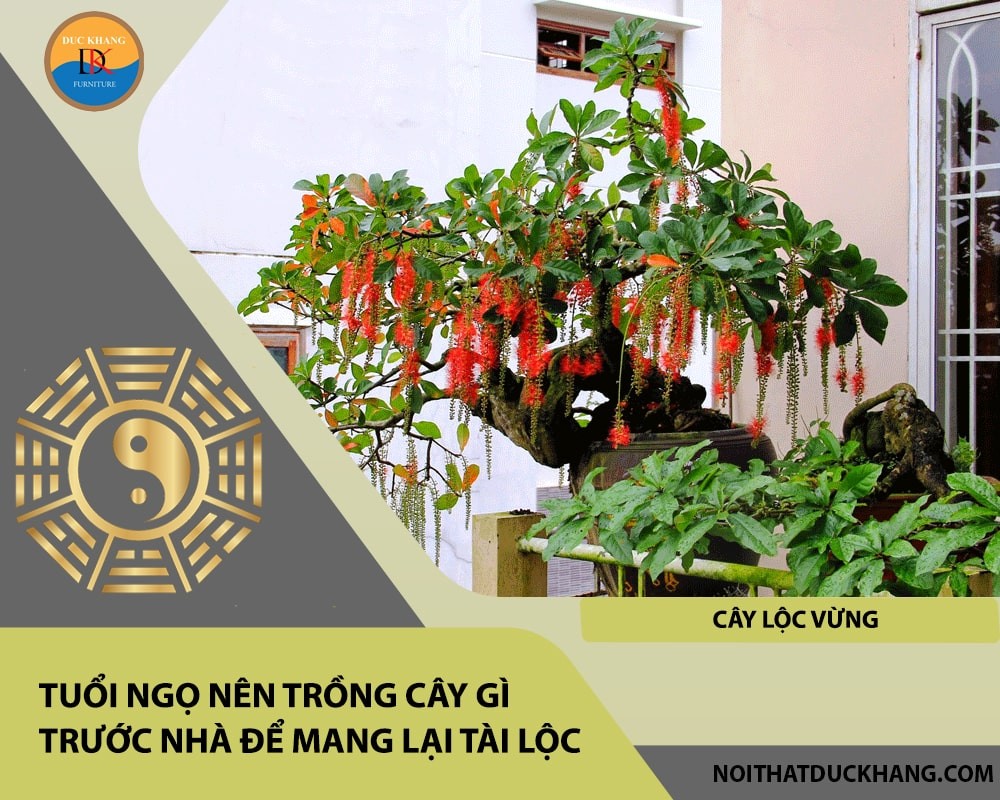 Tuổi Ngọ nên trồng cây gì trước nhà để mang lại tài lộc, công danh - Cây lộc vừng