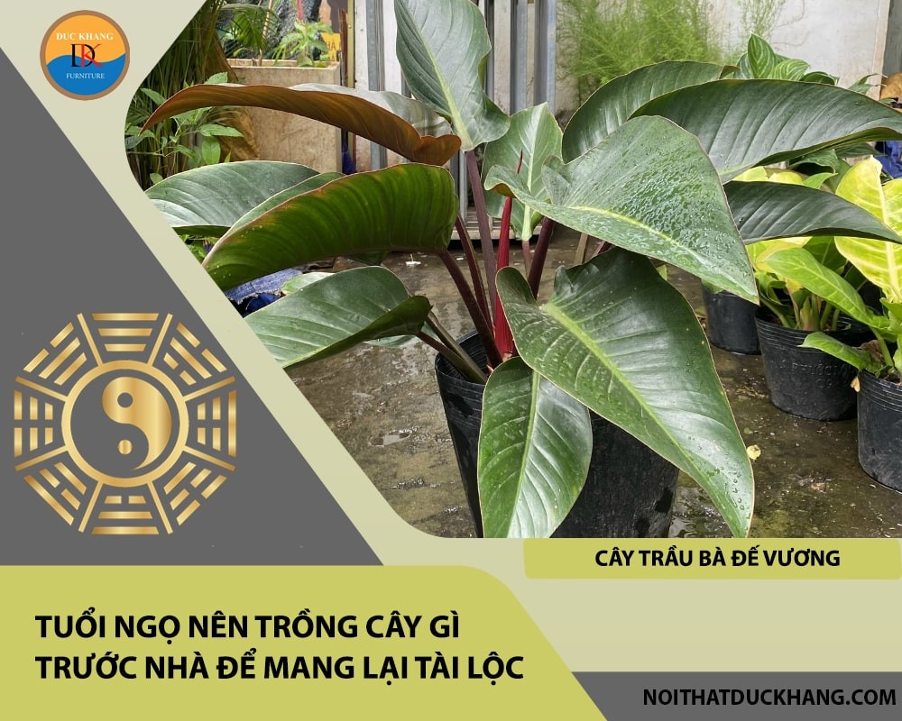 Tuổi Ngọ nên trồng cây gì trước nhà để mang lại tài lộc, công danh - Cây trầu bà đế vương